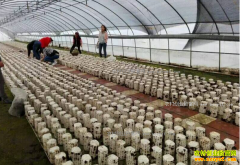 ����Ӣɽ��������ֲʳ�þ���ũ����ƶ�¸�����Ŀ