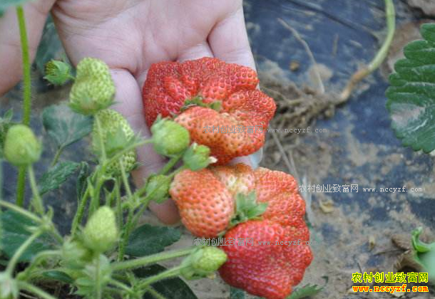 �����ݮ���ι���ô�죿