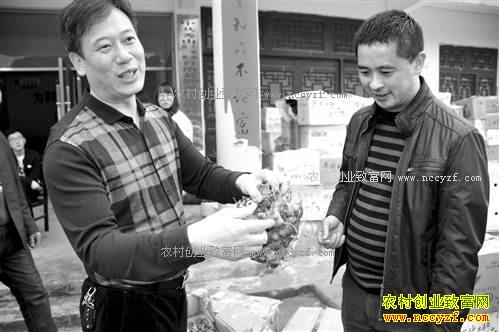 ������ɽ��Ϧ����ֲѩ����ÿĶЧ��3000Ԫ