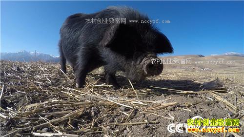 �¸�������С����ս�Űܺ�ĲƸ���Ϯ(20170410)