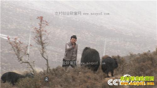 �¸�������С����ս�Űܺ�ĲƸ���Ϯ(20170410)