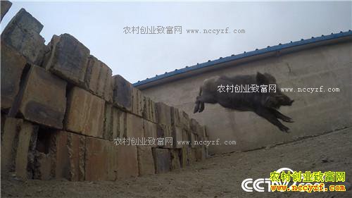 �¸�������С����ս�Űܺ�ĲƸ���Ϯ(20170410)