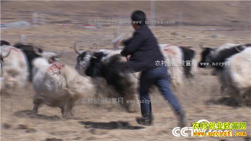 �¸�������С����ս�Űܺ�ĲƸ���Ϯ(20170410)