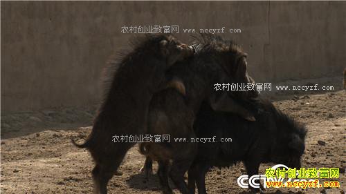 �¸�������С����ս�Űܺ�ĲƸ���Ϯ(20170410)