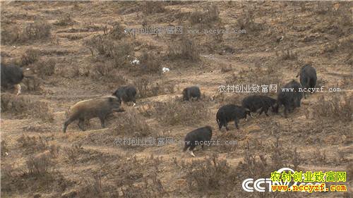 �¸�������С����ս�Űܺ�ĲƸ���Ϯ(20170410)