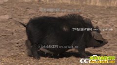 [�¸���]������ף��������ֳާ�����ĲƸ���Ϯ