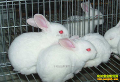 �½�����˹�����ֻԷ��紴ҵ������ÿֻ����30Ԫ