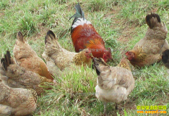 ������Ҵ�ܽ���ɢ�������괿����20����Ԫ