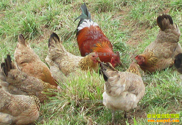 ������Ҵ�ܽ���ɢ�������괿����20����Ԫ