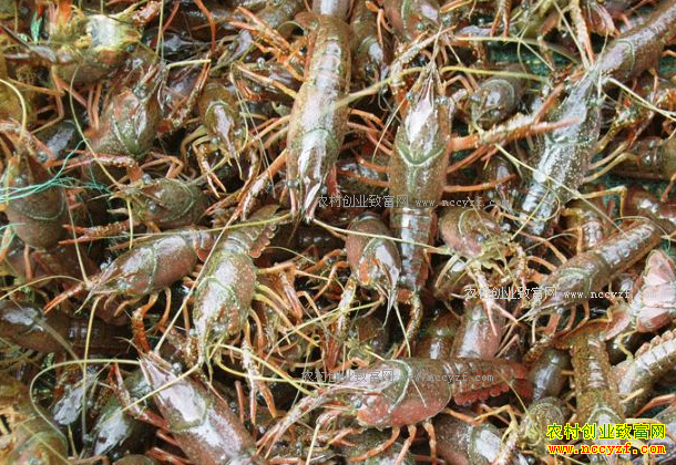 ����Ǳ����С����ֳС��ϺÿĶ����4000Ԫ