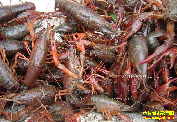 ����Ǳ����С����ֳС��ϺÿĶ����4000Ԫ