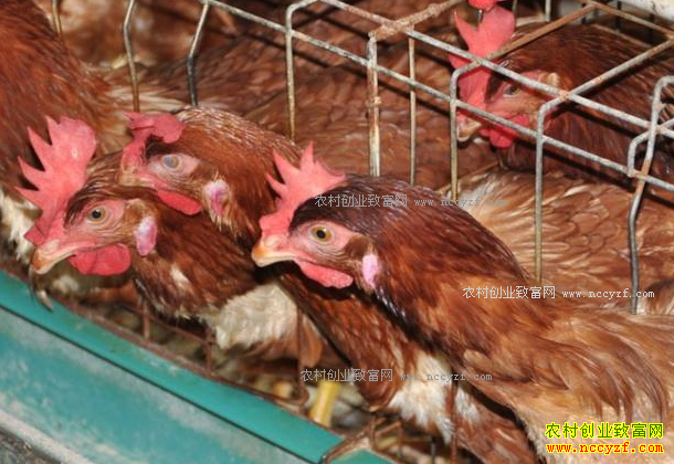 ���ɹ����ǵ���״Ԫ�����������ũ�¸�