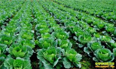 ũ�������ֲ�׬Ǯ ר��֧�У����������ֲ����岻��