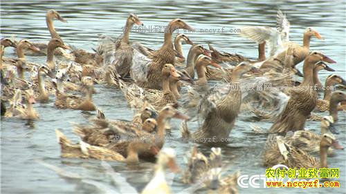 �¸�������ù����ˮ���Ա�������(20170412)