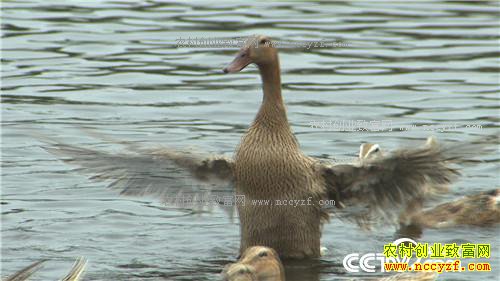 �¸�������ù����ˮ���Ա������� 4��12��