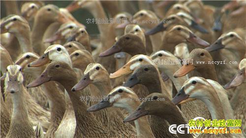 �¸�������ù����ˮ���Ա�������(20170412)