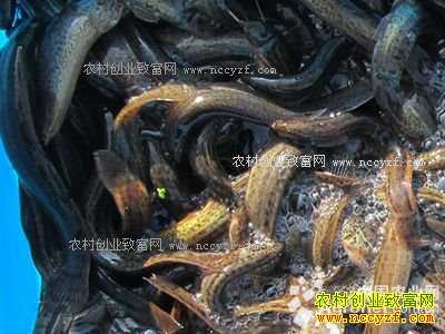 ����������������ֳ�����괿��������ʮ��