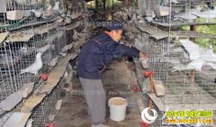 �Ĵ����з���ȫ��ֳ���������7���ԪԲ���¸���