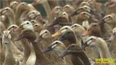 [�¸���]�����������б�������Ѽ�꺣Ѽ��200����Ԫ