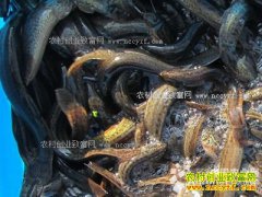 ����������������ֳ�����괿��������ʮ��