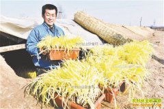 �ӱ������У���ֲ�ƾ��辰��ũ���¸�����Ŀ