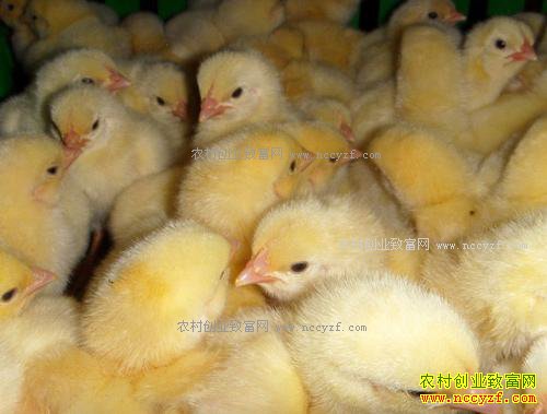 肉鸡价格回暖拉动鸡苗价格上涨