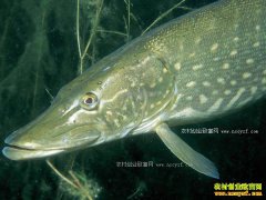 ɽ��۰����갺�ƽ��ֳ��ֳ�װ߹������ֵ����ǧ��