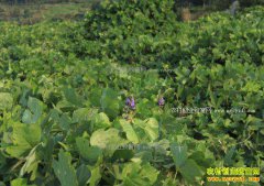 ���������������ֲ�����ҵ�¸�