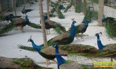 �½���ͼ���ؿ���ѫ����ȸ�������¸�����