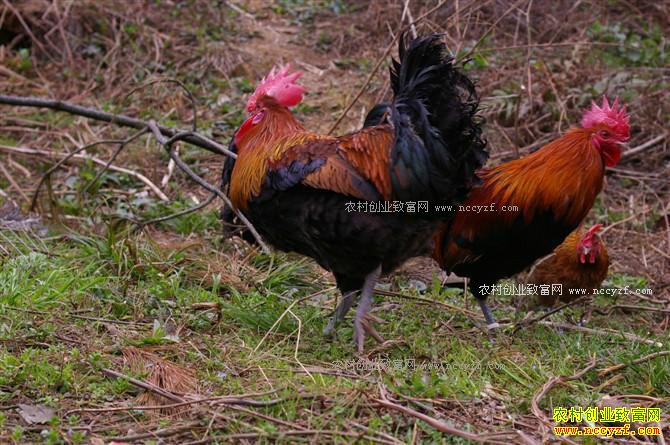 ������ǿ�������ɽ�����������ֵ80����Ԫ