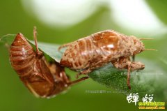 ���ɶ���Ǯһ�2017��4��16�ղ��ɼ۸�����Ԥ��