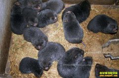 ���������������ֳ����900ֻ������30����Ԫ