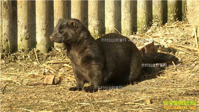 [�¸���]�����������б�������Ѽ�꺣Ѽ��200����Ԫ