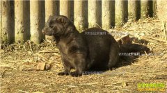 [�¸���]�������������߷���ֳˮ����һ�괴ҵ׬400����