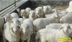 ������۸��� ������Ҫ��������