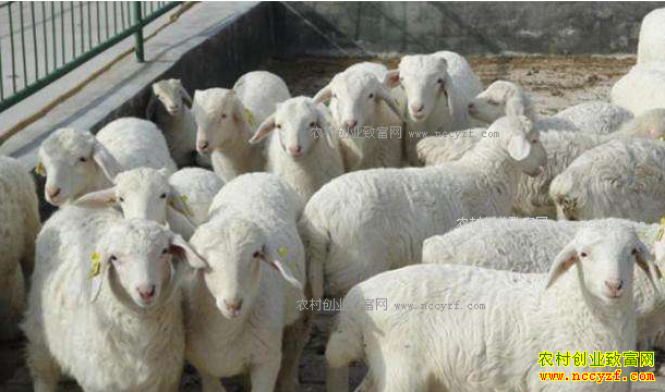 ������۸��� ������Ҫ��������