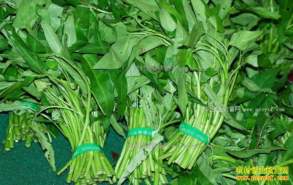 ����ᶼ���ٲ������м۸�����