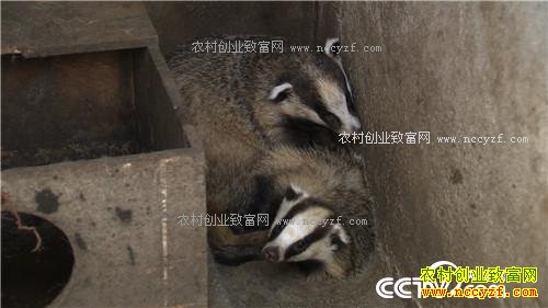 �¸������������������ ����ǧ��(20170417)