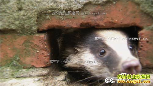 �¸������������������ ����ǧ��(20170417)