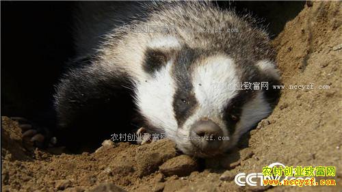 [�¸���]�ӱ��ػʵ����������������ǧ��Ԫ