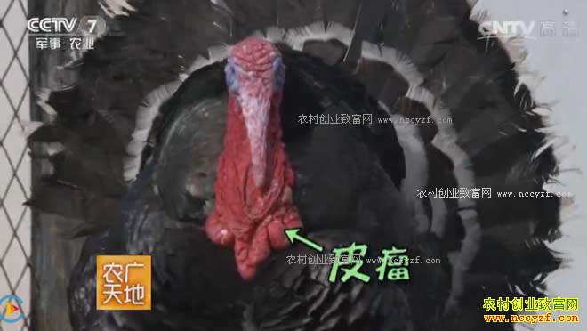 [ũ�����]���ս��������������𼦿��Ļ�׬Ǯ