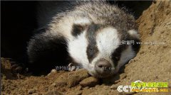 [�¸���]�ӱ��ػʵ����������������ǧ��Ԫ