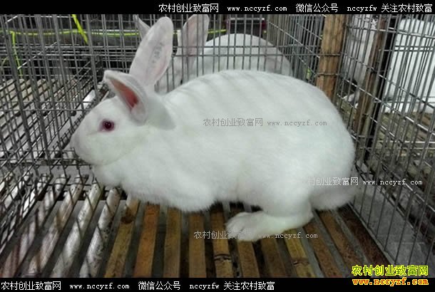 ��������������������ֳ���ó�ũ���¸�����Ŀ