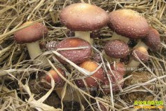 ��ֲʲôʳ�þ���׬Ǯ���Ҹ��������乽���㹽��ֲ�ɱ�Ч��