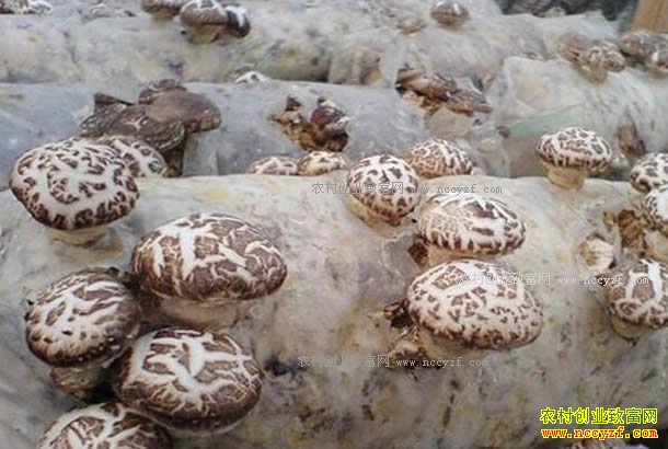 ��ֲʲôʳ�þ���׬Ǯ���Ҹ��������乽���㹽��ֲ�ɱ�Ч��