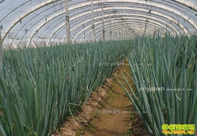 2017������ֲ������� ��м۸񱩵�