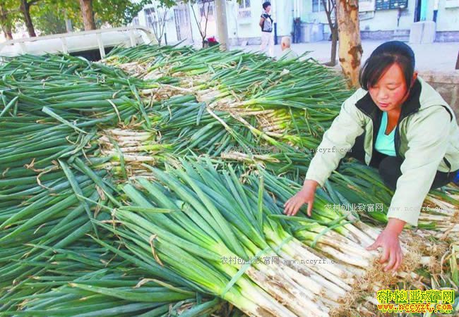 2017������ֲ������� ��м۸񱩵�