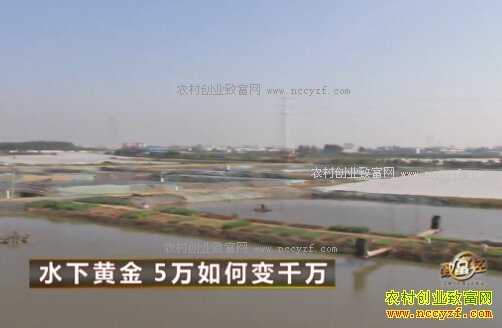 �㶫��ݸ������Ͷ��5����ֳ������׬2000��