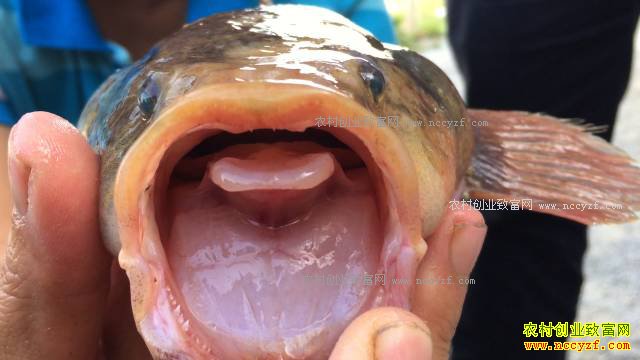 �㶫��ݸ������Ͷ��5����ֳ������׬2000��