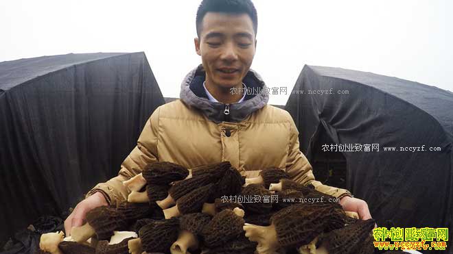 �¸�����Ƶ���Ĵ������߻�ʢһ��Ԫ����ֲ��Ǿ���ǧ��Ƹ�